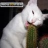 BamnLynx