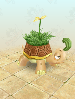 Grass Tortoise
