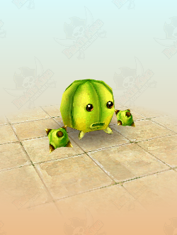 Melon