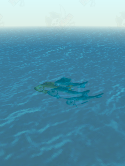Fish Swarm